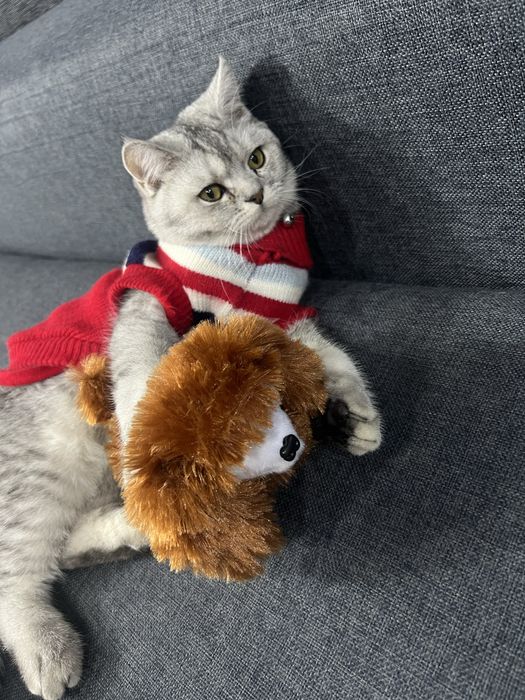 Ismi dudu, sog”lom