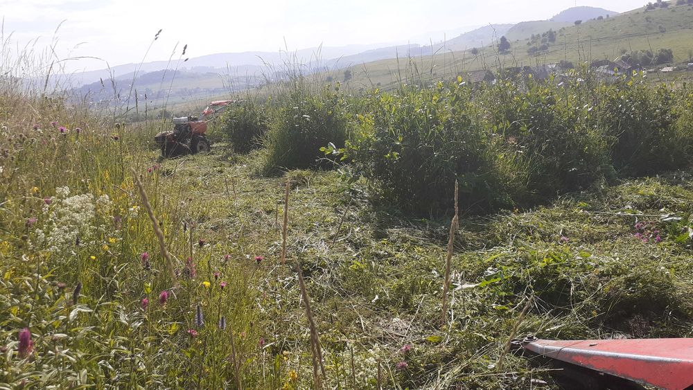 Livada de  Aronia pe 2 Ha