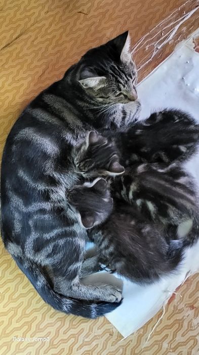 Продам котят Британских котят