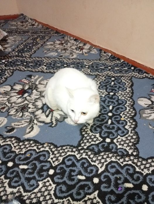 Zotdor mushuk koʻzi ikki xil