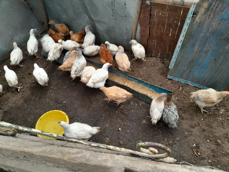 Pui de casă de vânzare.