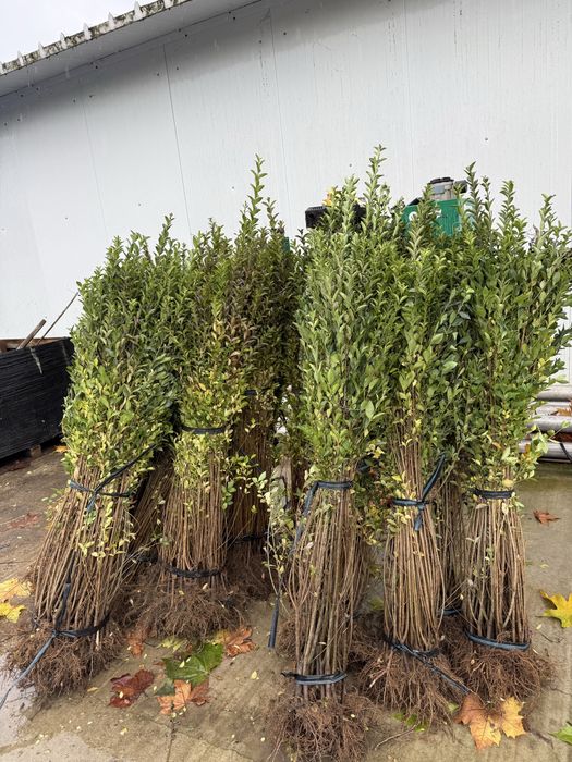 Ligustrum ovalifolium - lemn cainesc - anul 2