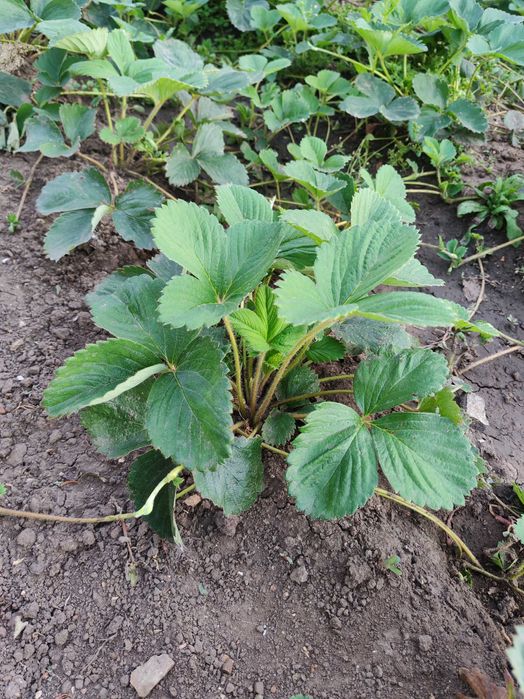 Продам рассаду клубники Лорд,Зенга, Ремонтантная Рассада клубники Лорд