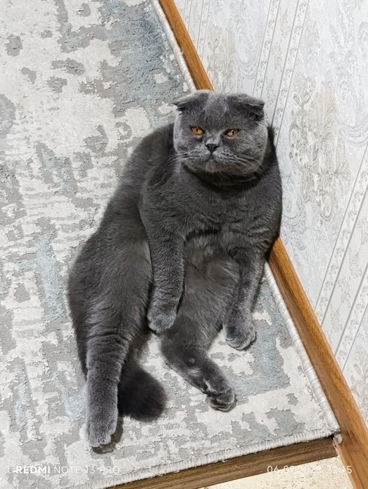 Сотилади шотландский вислоухий кот серый