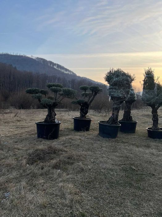 Maslin  bonsai   plante decorative