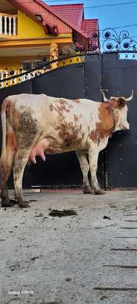 Disponibil vaca tânără gestanta și cu lapte baltata romaneasca