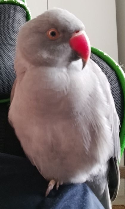 Papagalita micul alexandru