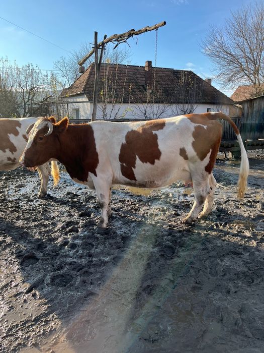 Vand vaca de lapte