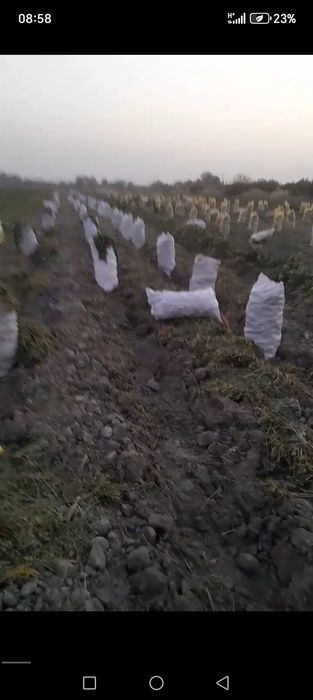 2.Gektar sabzi bor atborni xaladelniklikga qoyiladigan qilib xaltalany