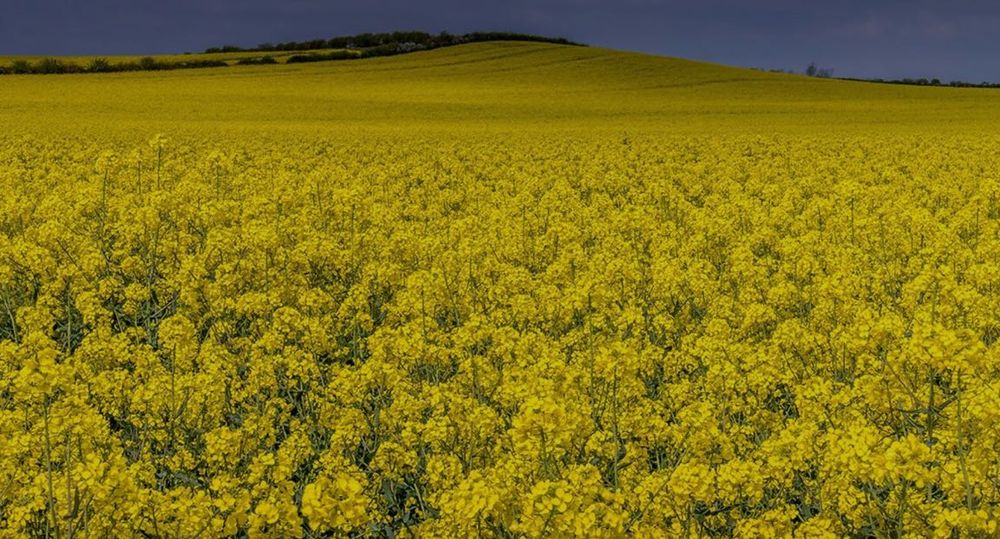 Vând Cereale orz ,rapiță ,floarea soarelui