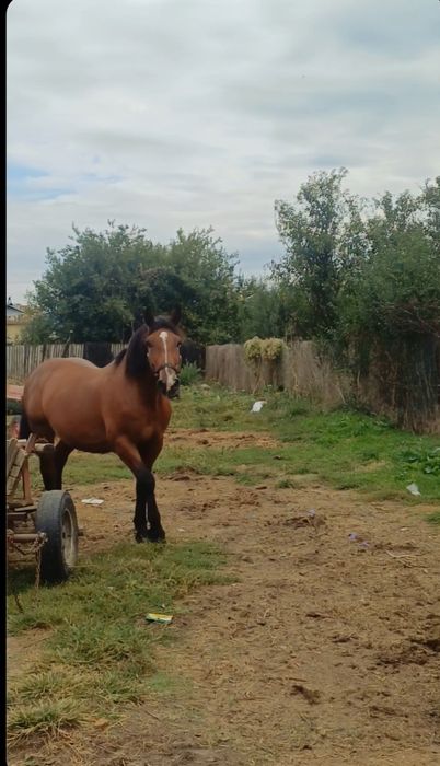 De vânzare cal castrat!