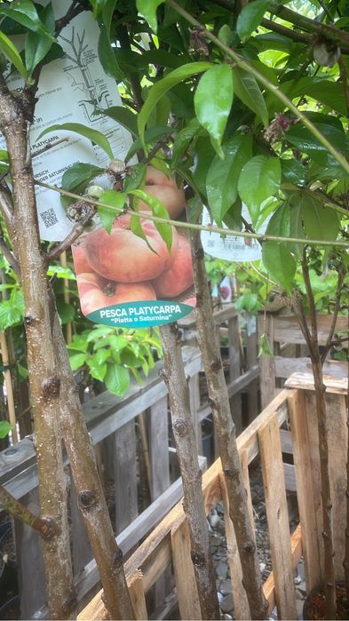 Pomi fructiferi la ghiveci !anul 3-6