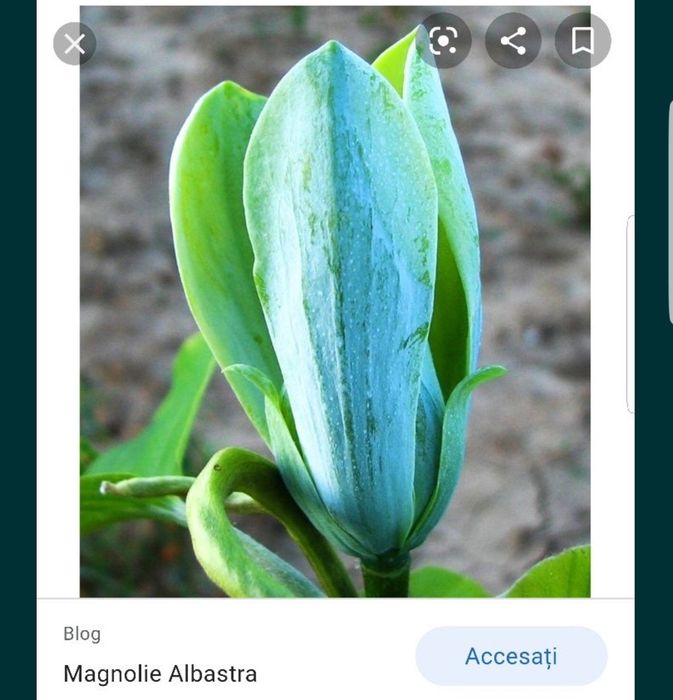 Magnolia Galbena si Albastra