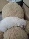 Bichon maltez, băiețel