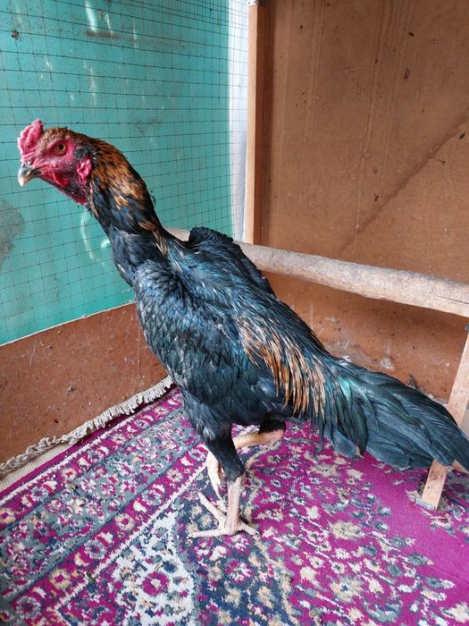 Dakan xo'roz jo'ja korea