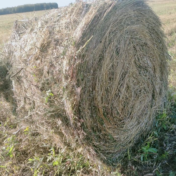 Продам сено в рулонах