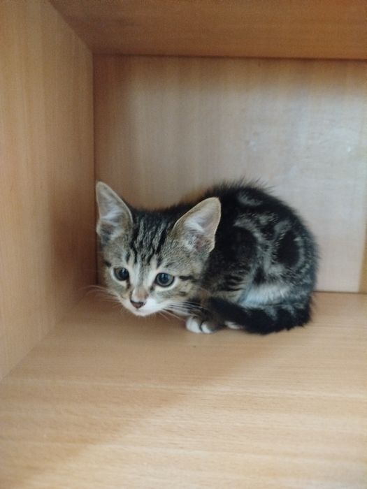 Отдам котенка бесплатно