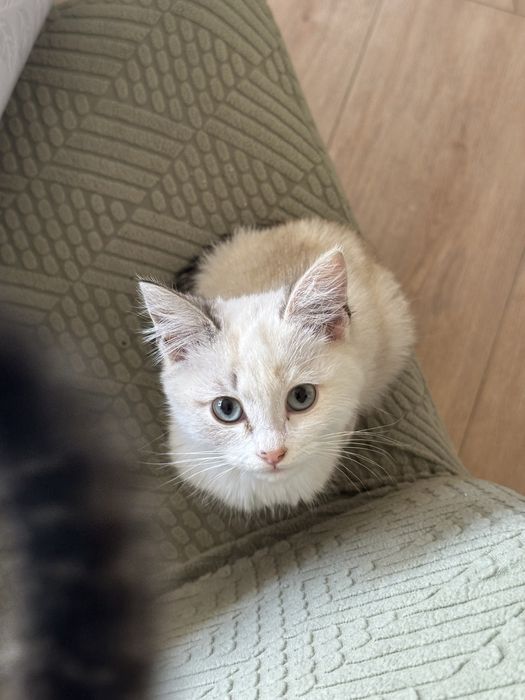 Отдаем котят в хорошие руки!