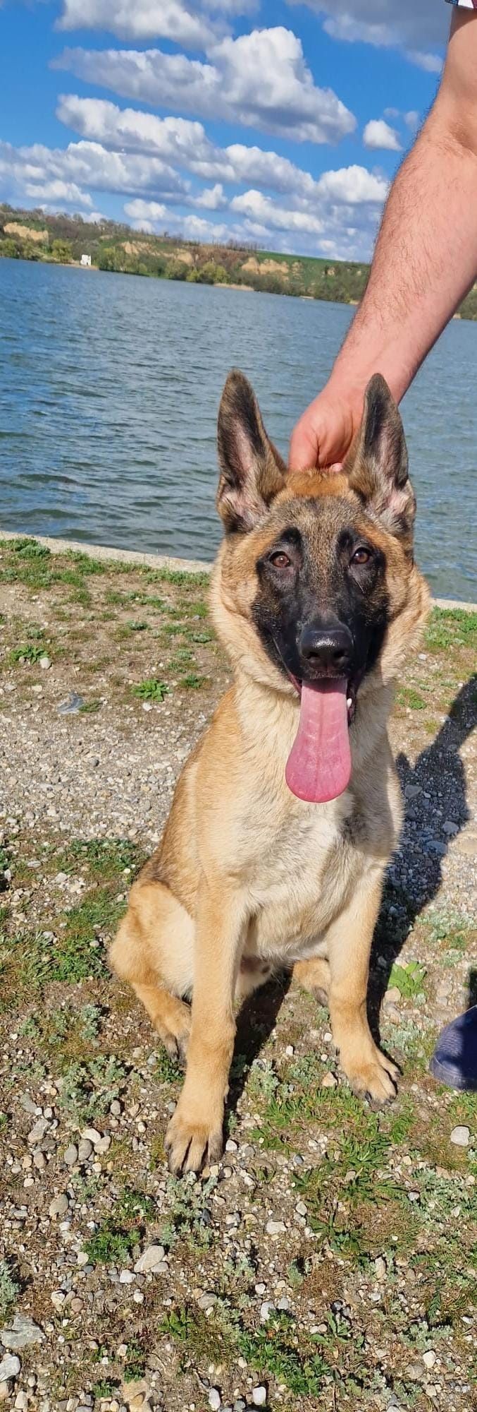 Ciobanesc Belgian Malinois.