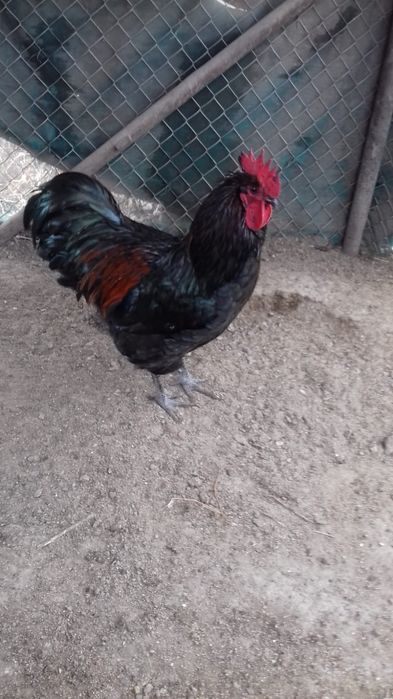 Cocoși  8  luni,