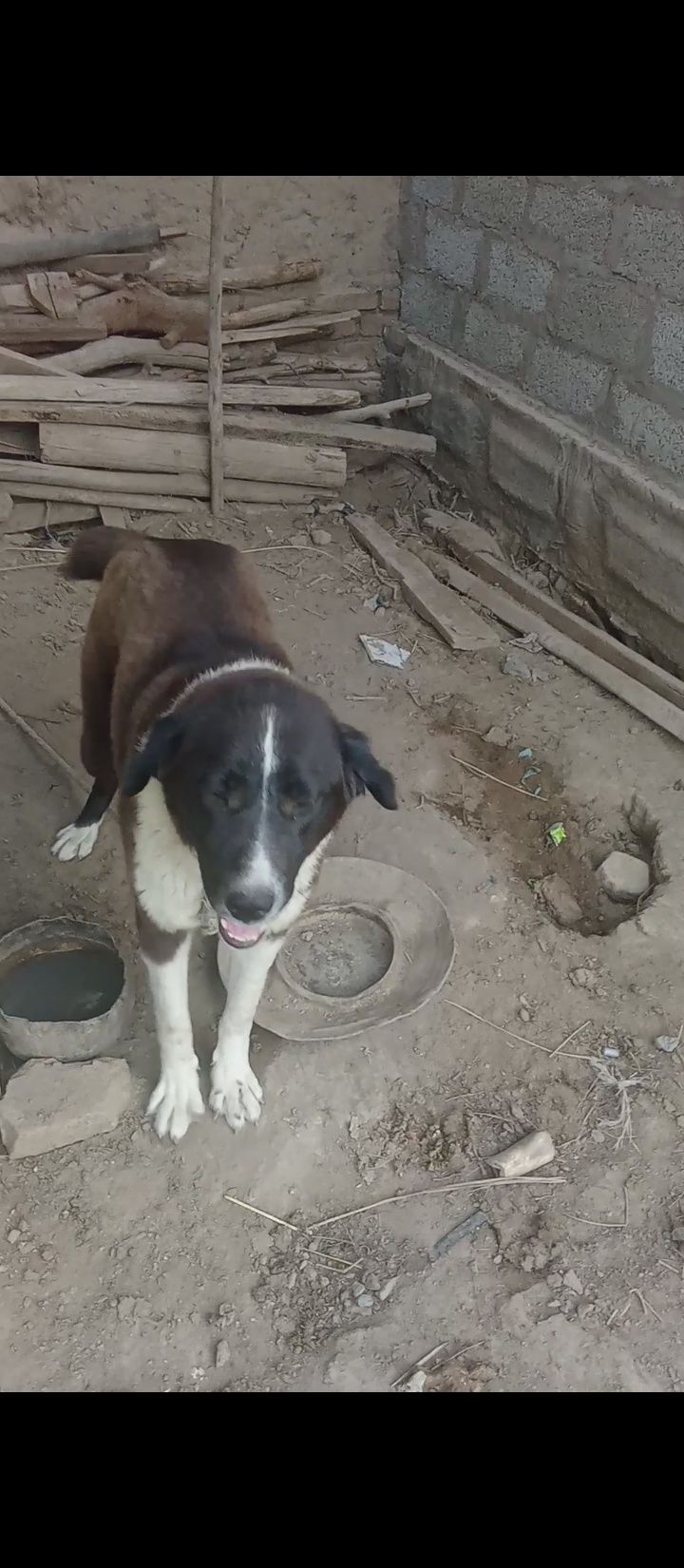 Sotiladi Xonqa tumani