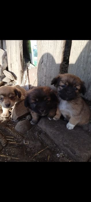 Căței spre adopție sunt foarte drăguți