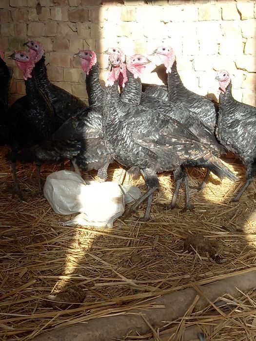 Ундик кораз сатылады семиз жемде турган