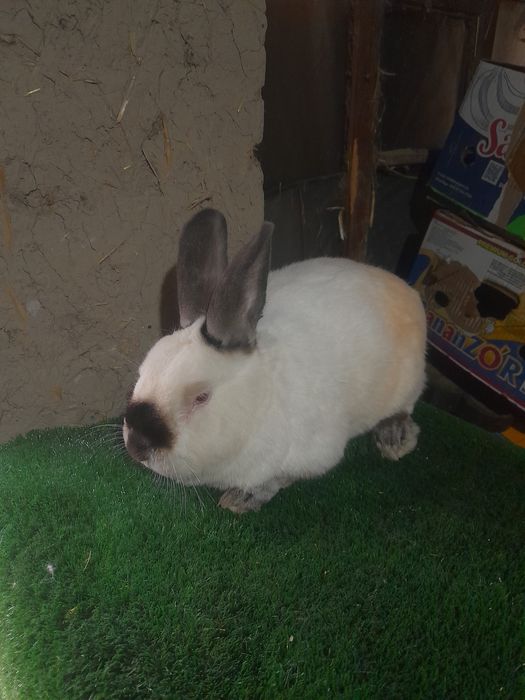 Декаратив тайор Эркаг зот олишга Калифорнии и баран карлик тоза зотла