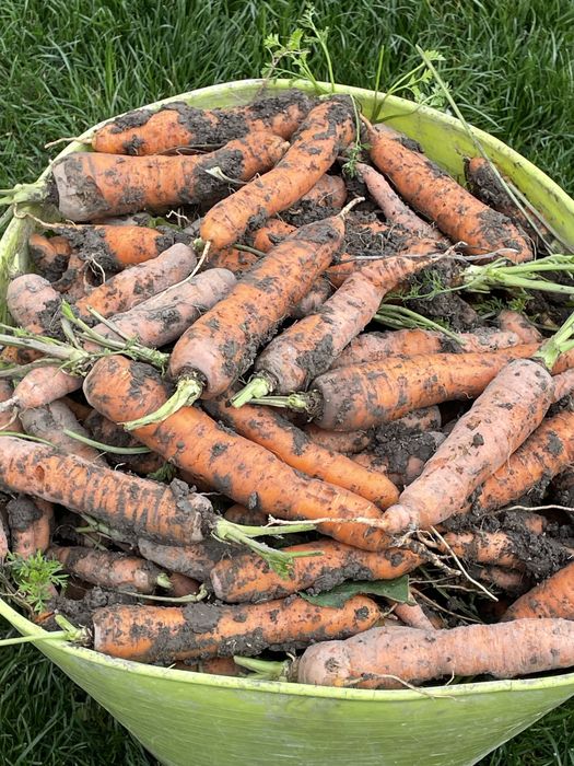 Morcovi si ceapa de vanzare