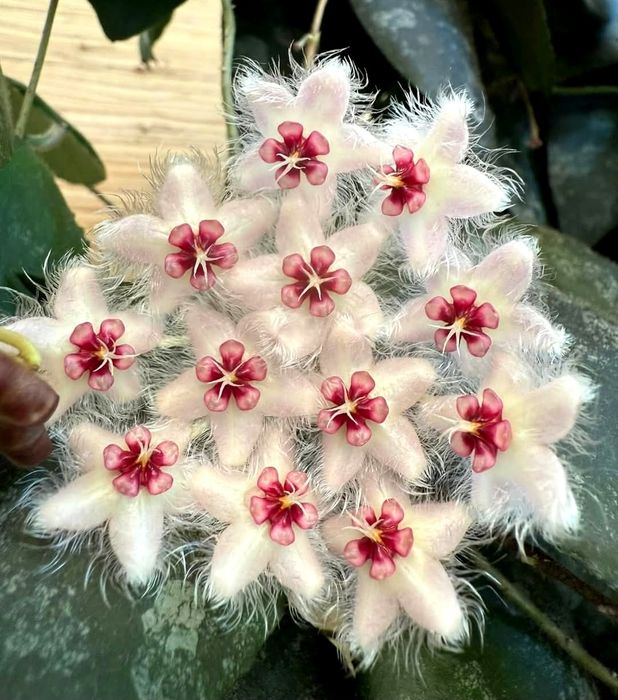 Flori, plante rare de Lacrima Maicii Domnului ( Hoya )