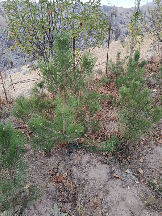 Крим арча кучатлари сотилади, 75 - см до 3 метргача, арчалар табиий