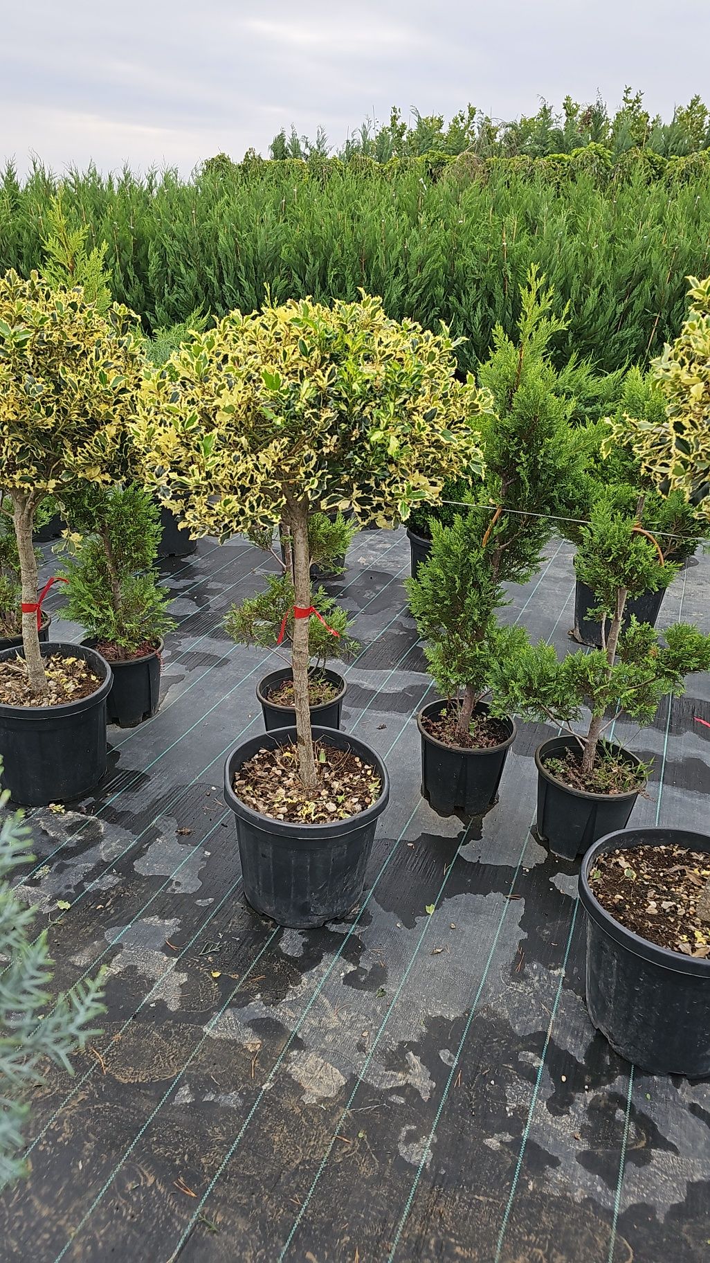 Pin pe tija - Photinia red robin normală și pe spalier