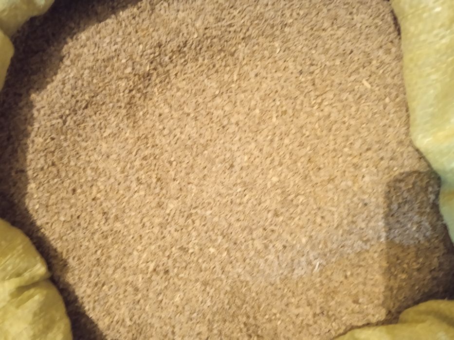 Petrushka urug bor ishonarli garantiyali pachkani bolasi