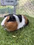 Porcusor de guinea mascul