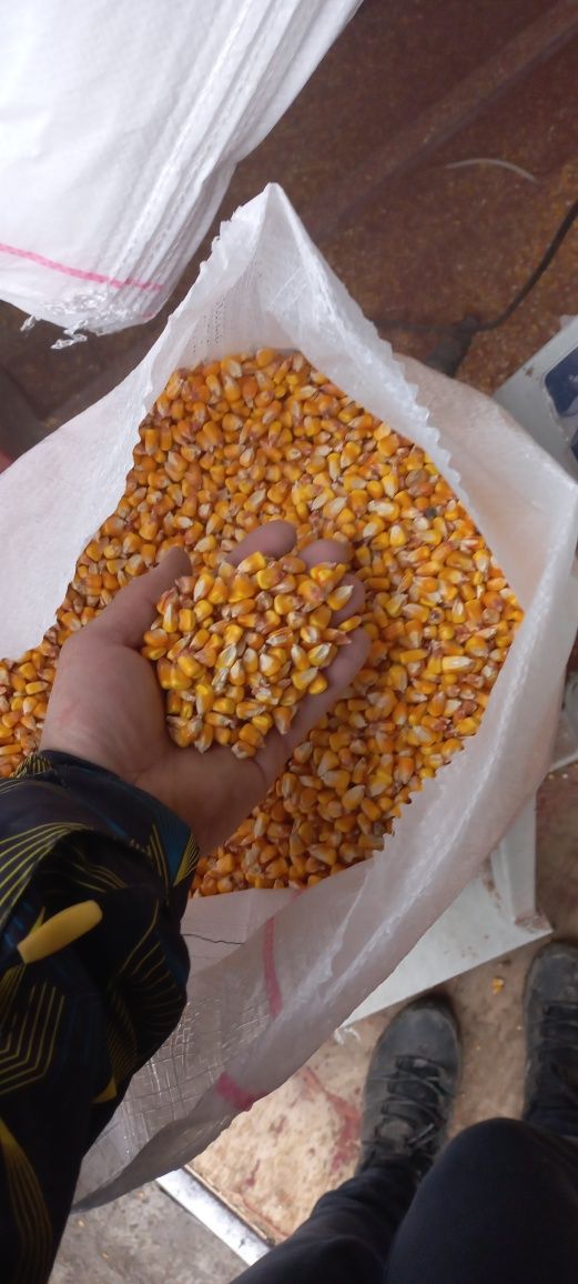 Porumb1,35 kg ,grau1,25kg,orz,mazare,floare,uruiala,tarate