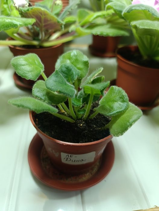 Комнатная фиалка ЛЕ Дина