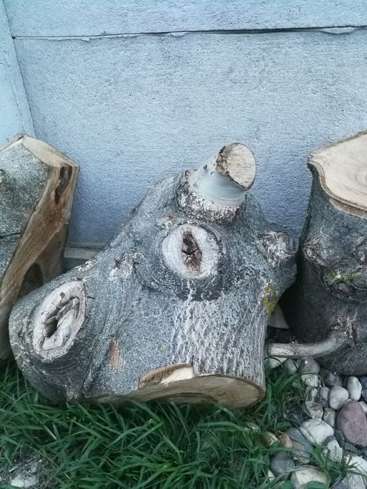 Buturugi, butuci, lemn nuc