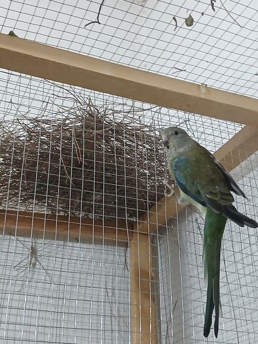 1 para pefchi sotiladi soglom tayyor parasi 550 ming