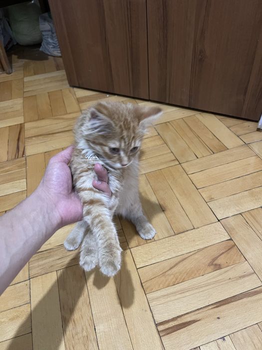 Mushuk hadiyaga beriladi