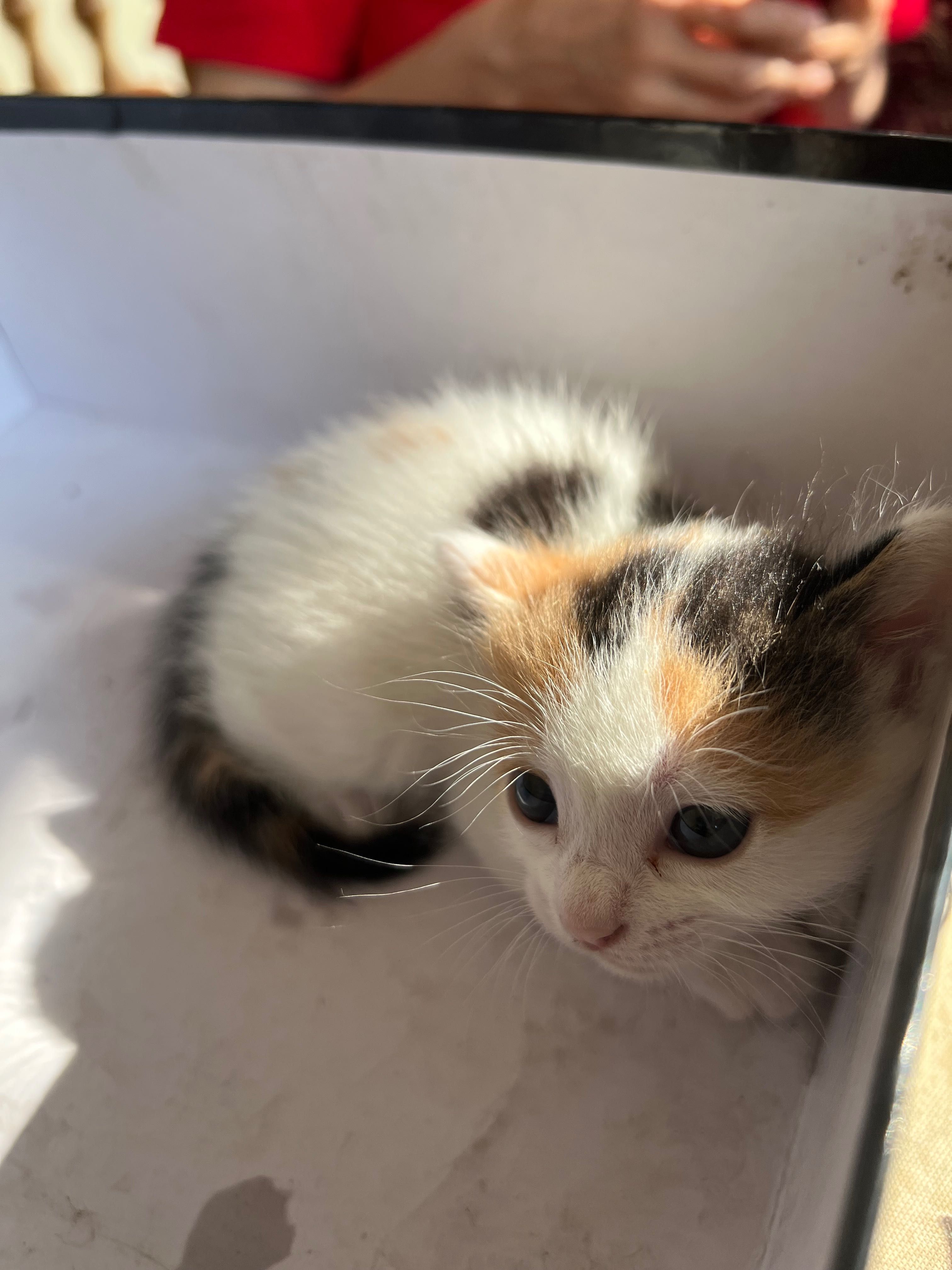 кошка британский