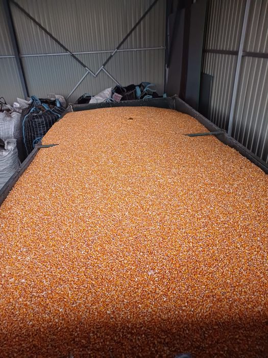 Cartof consum alb rosu! Porumb!