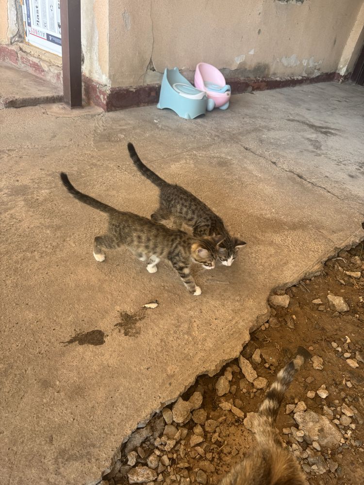 Котята 3 шт отдам в хорошие руки бесплатно