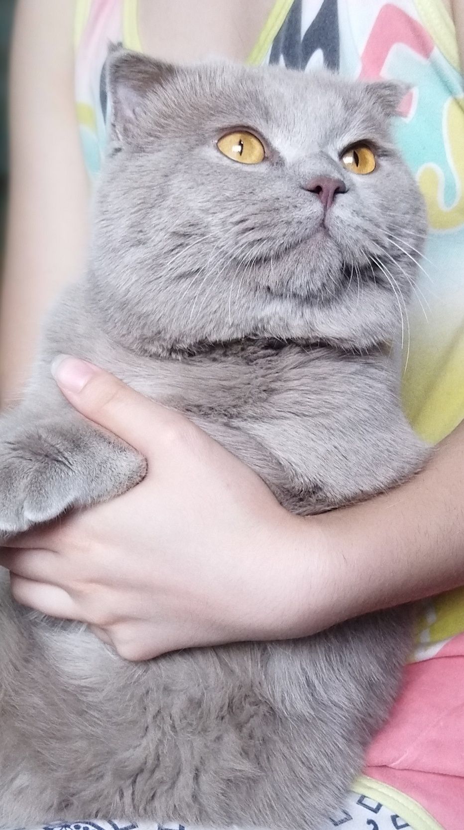 Вязка для кошек.