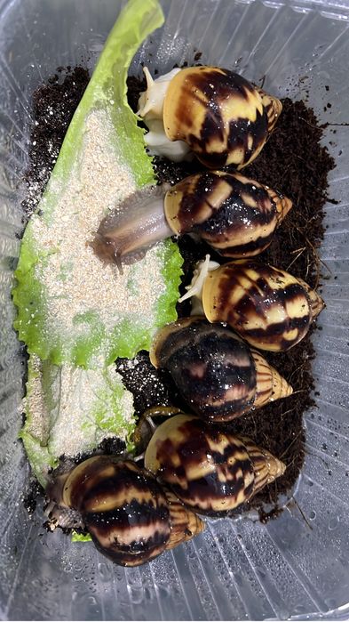 Улитка сатылады