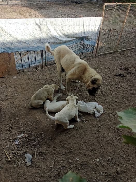 Zotli kuchuk It собака