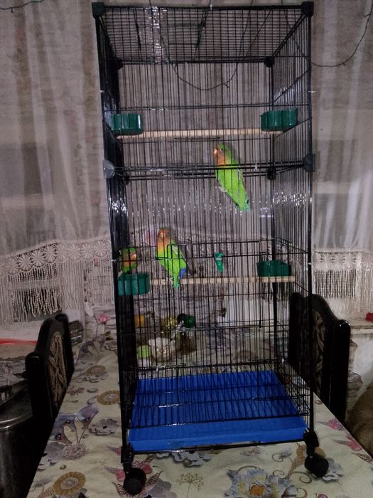 Продам попугаев неразлучники