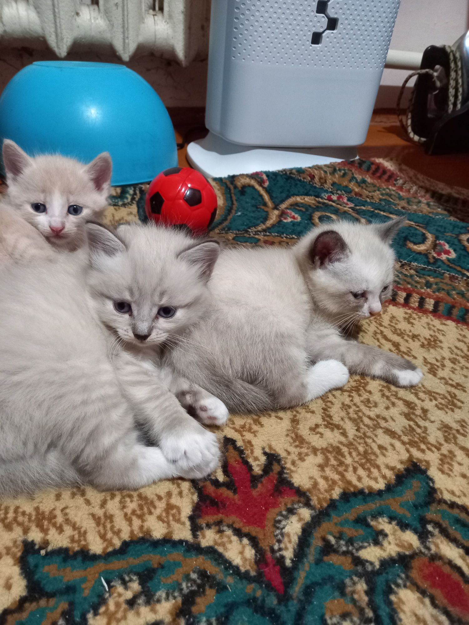 Продаются котята только очень ответственным людям