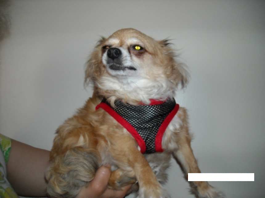 Промоция! Комфортен нагръдник Comfy Control-6лв