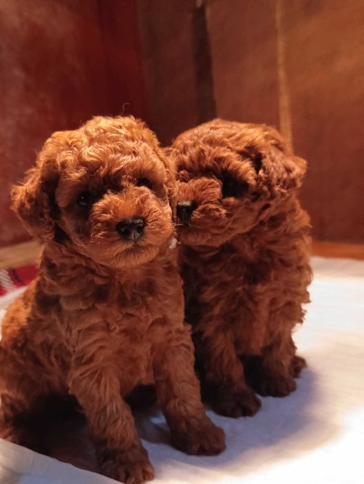 Той пудел (teacup)