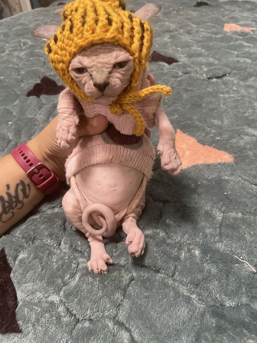 Котенца канадски сфинкс и елф